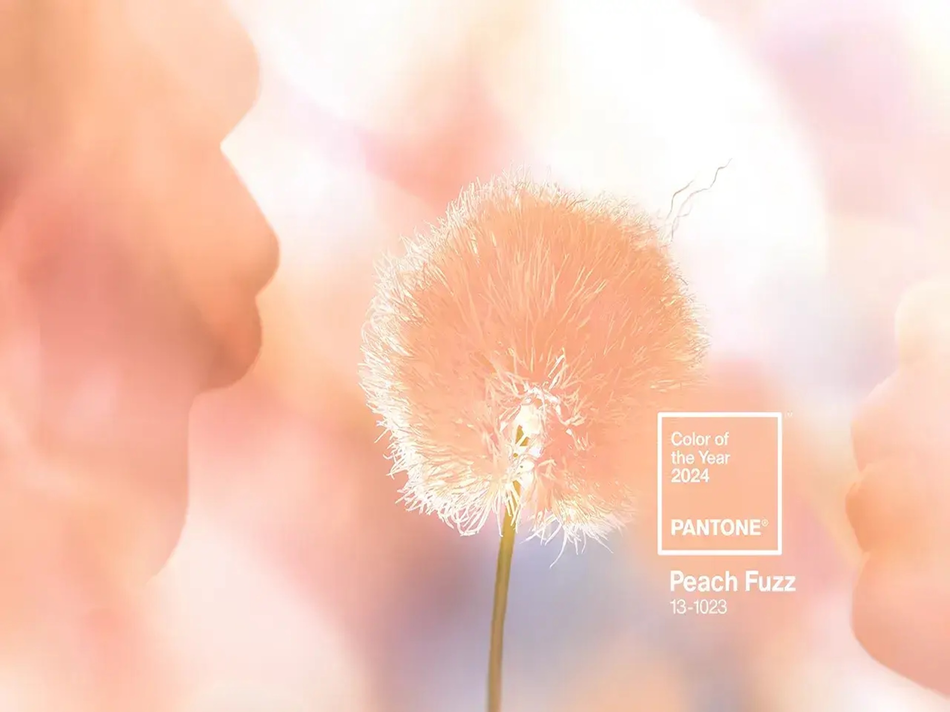 Màu hồng đào Peach Fuzz là màu sắc của năm 2024